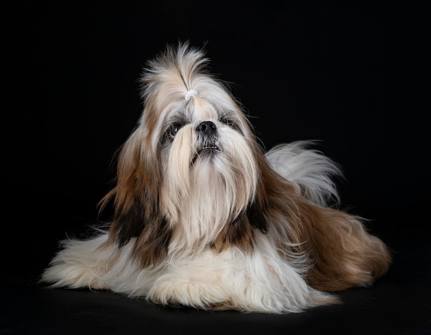 shih tzu en studio