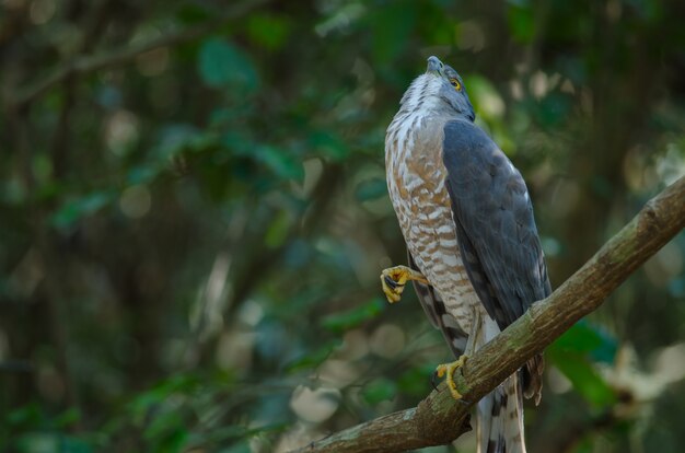 Shikra perché sur une branche (Accipiter badius)