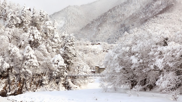 Shirakawa va