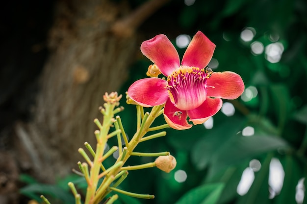 Shorea robusta Avec des abeilles