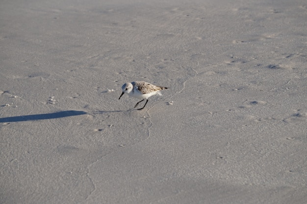 Shorebird sur la plage