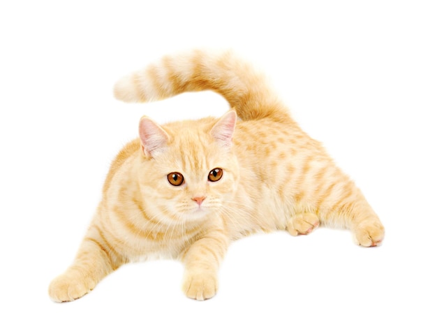 Shorthair droit écossais tabby crémeux chat de six mois isolé sur blanc