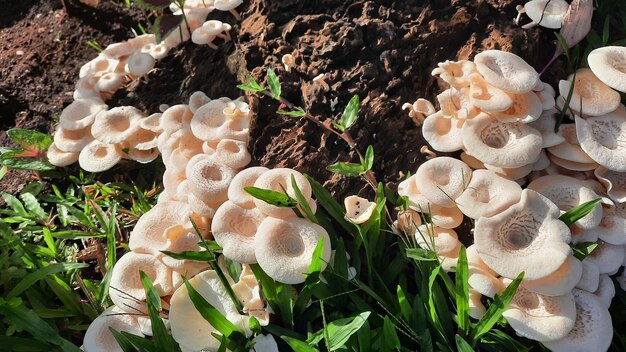 Un si beau champignon avec du soleil sur un arbre patiné 01