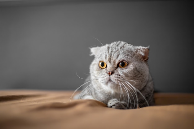 Si mignon de chat écossais.