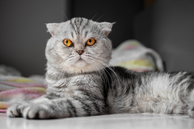 Si mignon de chat Scottish fold.