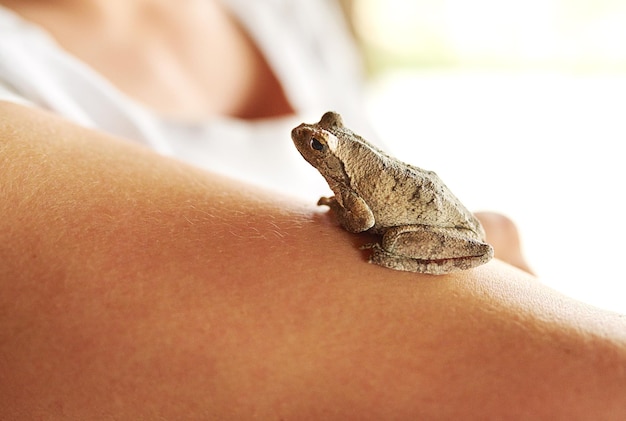 Un si mignon petit gars Photo d'une petite grenouille assise sur le bras d'une femme