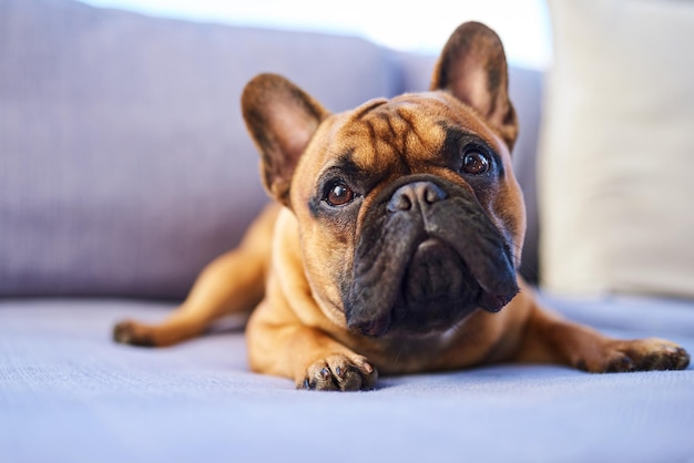 Si mignon que même les puparazzi continuent de le traquer Photo d'un adorable chien se reposant sur un canapé à la maison