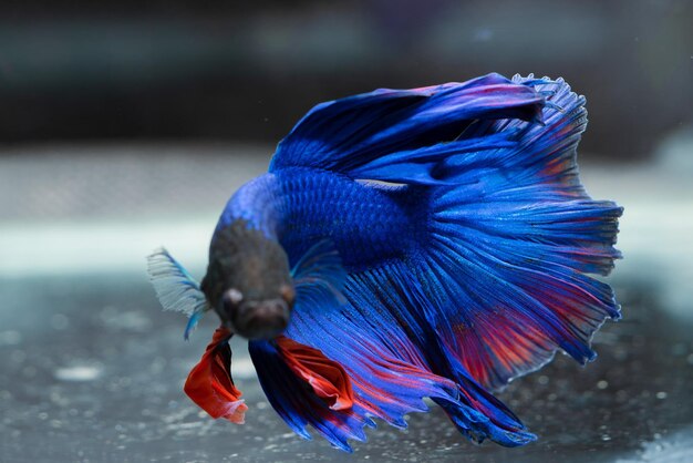 Photo siamese poisson de combat beau poisson bleu et rouge avec un fond noir