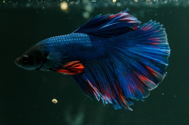 Photo siamese poisson de combat beau poisson bleu et rouge avec un fond noir