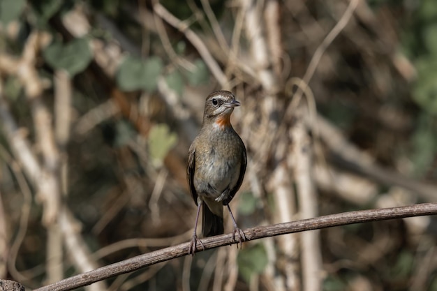 Siberian Rubythroat Rednecked Nightingale sur la branche sèche