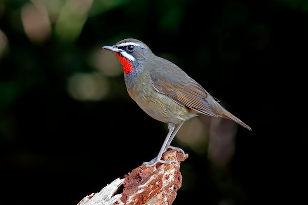 Sibérie Rubythroat Beaux oiseaux mâles de Thaïlande