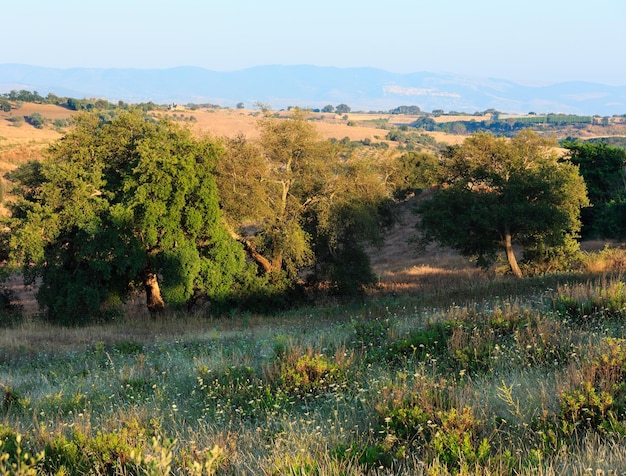 Sicile été agriculture campagne Italie