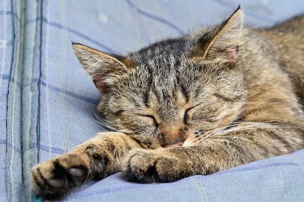 Sieste de l'après-midi d'un chat de jardin