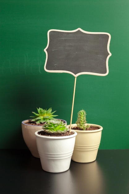 Signe de conception symbole cadeau plante cactus