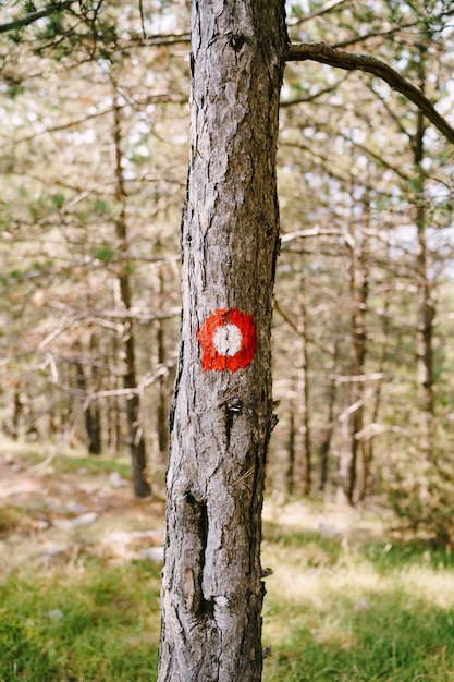 Signe de randonnée à point rouge sur un arbre cercle rouge avec un point blanc panneaux de direction du sentier de randonnée et