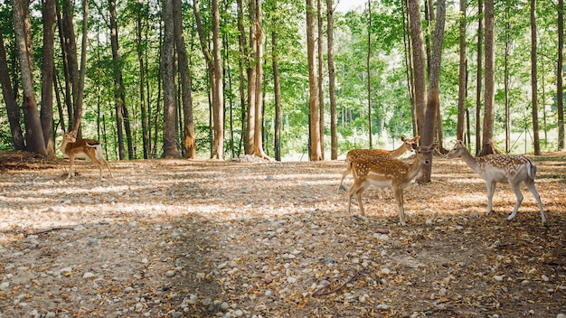 Sika Ou Cerfs Tachetés En Lettonie En été