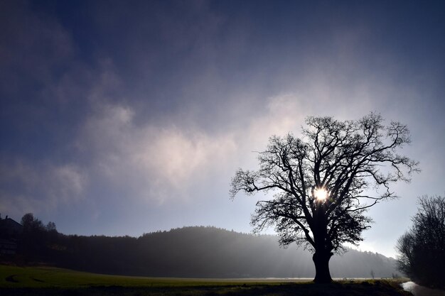 sil de l'arbre