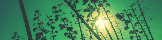 Silhouette d'agaves contre le ciel au coucher du soleil Arrière-plan de la nature Bannière horizontale