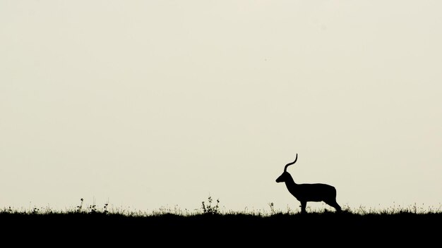 Photo silhouette d'antilope sur le champ contre un ciel dégagé