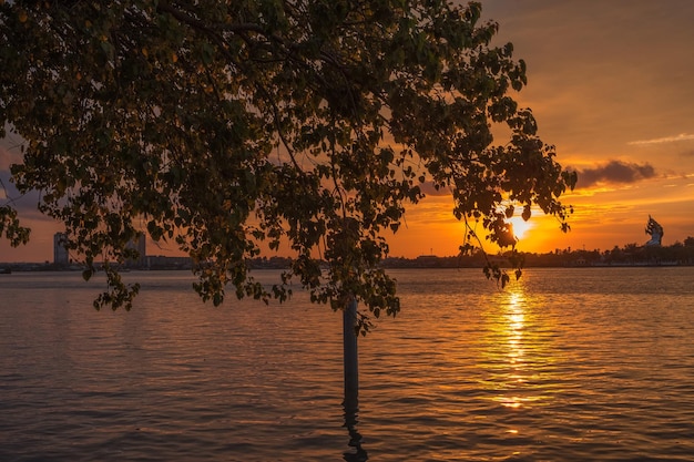 Silhouette d'arbre au coucher du soleil Le coucher du soleil doré se reflète sur la surface de l'eau