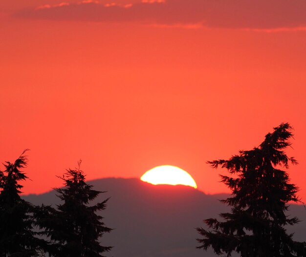 Silhouette d'un arbre au coucher du soleil