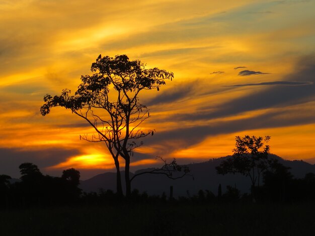 Silhouette d'arbre au coucher du soleil