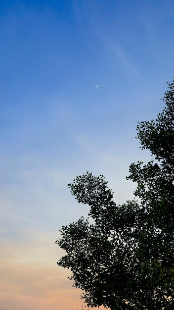 Silhouette d'arbre et beau ciel