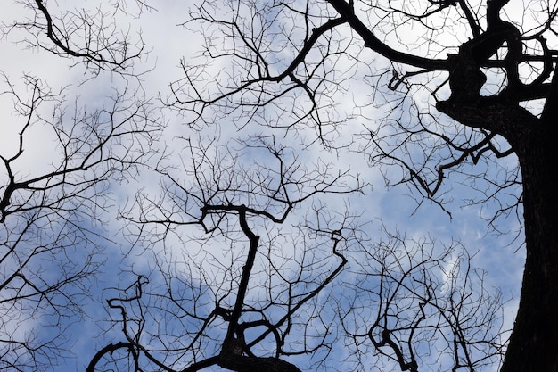 Silhouette d'arbre de branches mortes avec le ciel bleu et le nuage