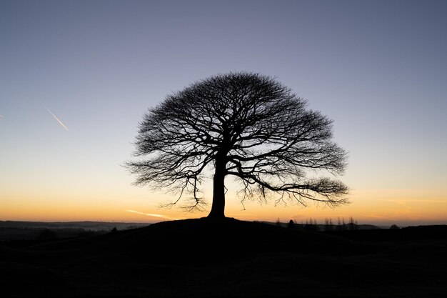 Photo silhouette d'arbre sur le champ contre le ciel au coucher du soleil