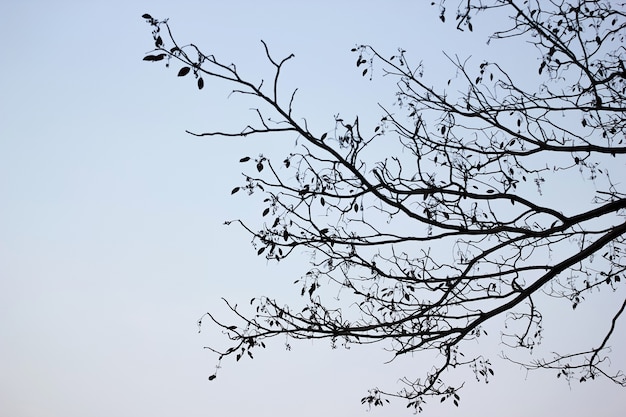 Silhouette d&#39;arbre avec un ciel bleu.