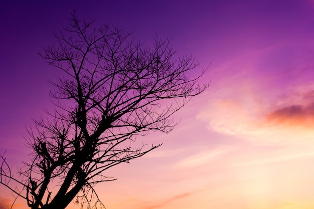 Silhouette d'arbre avec ciel coucher de soleil