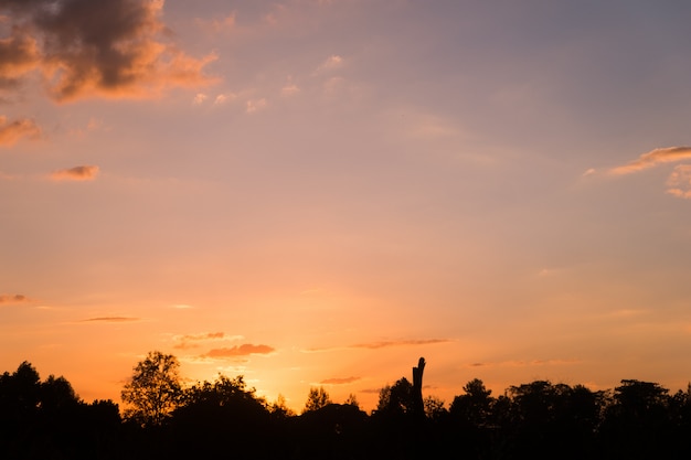 Silhouette d&#39;arbre avec ciel du soir