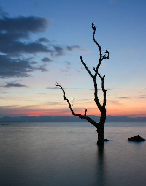 Photo silhouette d'arbre avec ciel de nuages colorés au coucher du soleil.