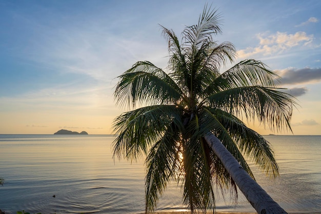 Silhouette d'arbre de cocotier au coucher du soleil sur la plage tropicale près de l'île d'eau de mer Phangan Thaïlande