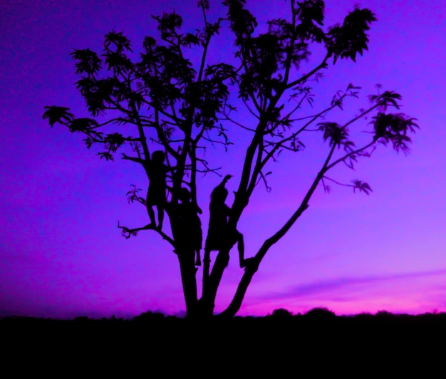 Photo silhouette d'arbre contre le ciel au coucher du soleil