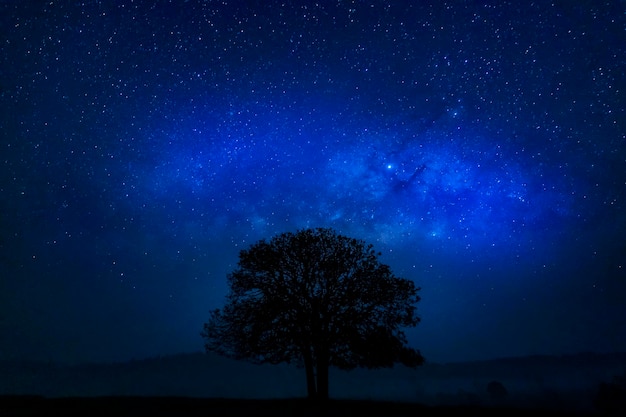 La silhouette d'un arbre contre le ciel étoilé la nuit