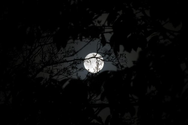 Silhouette d'arbre contre le ciel la nuit