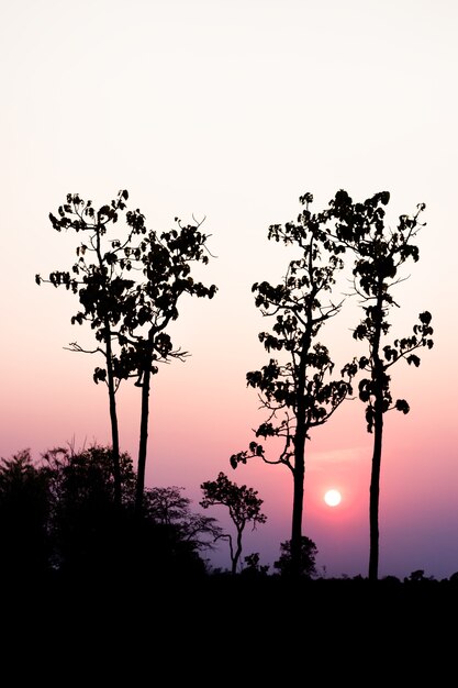 Silhouette d&#39;arbre avec coucher de soleil le soir.