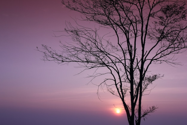 silhouette d&#39;un arbre avec fond de branche et de lever de soleil.