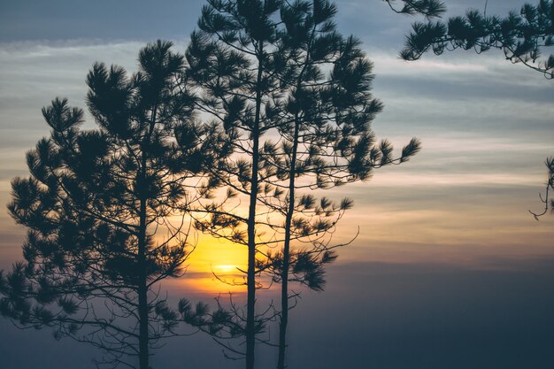 Silhouette d&#39;arbre avec le lever du soleil en arrière-plan