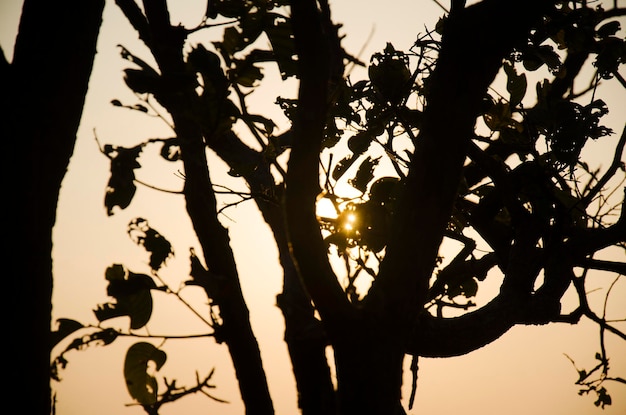 Photo silhouette d'arbre avec le lever du soleil à la montagne phu tok à chiang khan à loei thaïlande