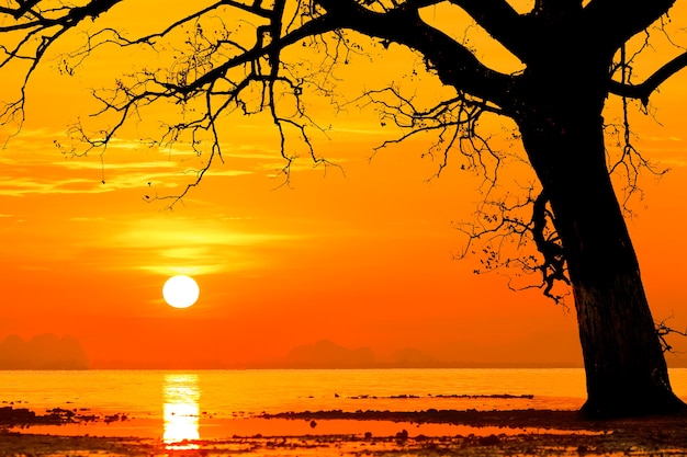 Silhouette d&#39;un arbre mort au coucher du soleil à la mer.