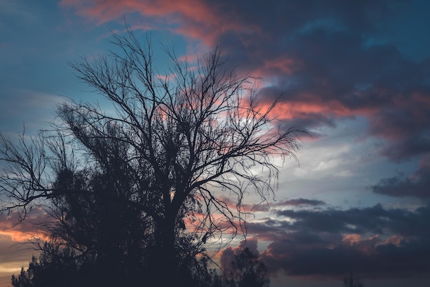 Silhouette d'arbre mort contre le coucher du soleil