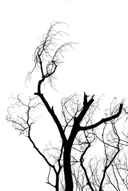 Photo silhouette arbre mort sur fond blanc