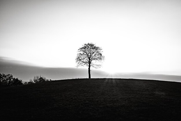 Silhouette d'arbre nu sur le champ contre le ciel