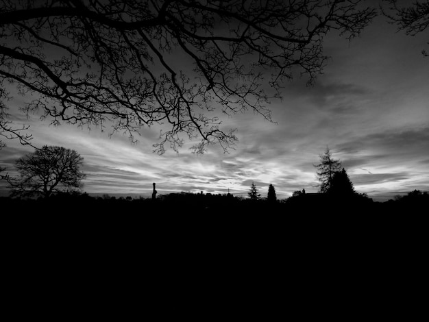 La silhouette d'un arbre nu contre le ciel au coucher du soleil