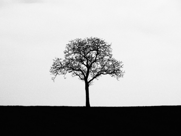 Photo silhouette d'arbre nu contre un ciel dégagé