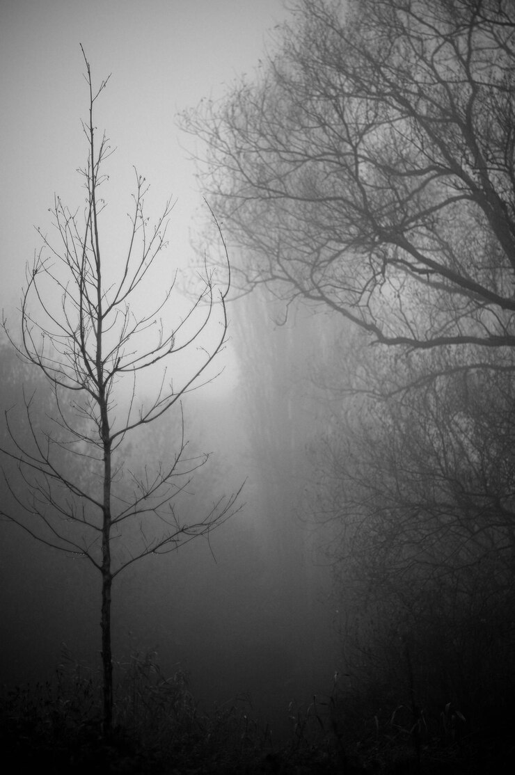Photo silhouette d'arbre nu dans la forêt contre le ciel