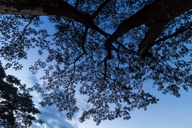 Silhouette arbre la nuit