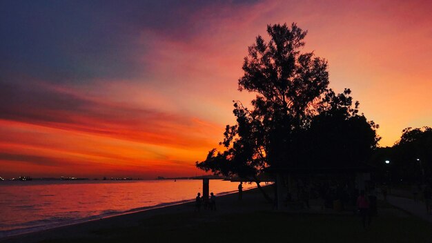 Silhouette d'arbre sur la plage contre le ciel au coucher du soleil